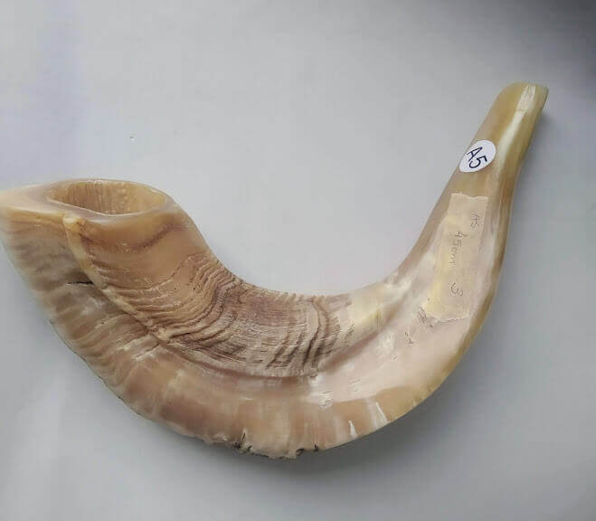 SHOFAR CARNERO SA5. Con Sello Kosher EtzSimja